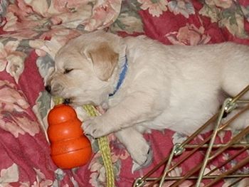 Gambler discovers the kong on a rope and gives it a fierce chewing!
