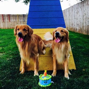 Wrigley & bro Buzz - Happy Birthday 9-1-15
