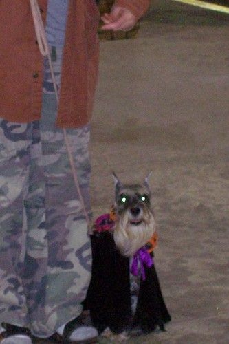 Taking Obedience Class in part of her Halloween costume!
