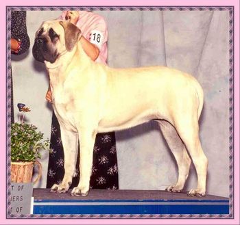 A girlish Brookside's Lady Anna going BOW at the tender age of 8 months;with her mom handling, as always. Anna got her Championship in Trenton, NJ at 18 months. She was BOW beating a total of 30 males and females. The day before at Bucks she was reserve winners, beating 26 females . All owner handled!
