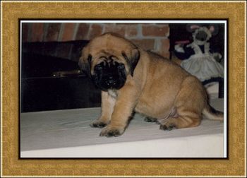 Baby Goliath, four weeks old. He was Owen's grandpa.
