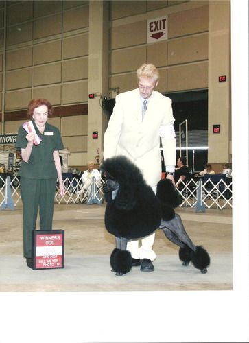 First show in Lakeland Winners Dog
