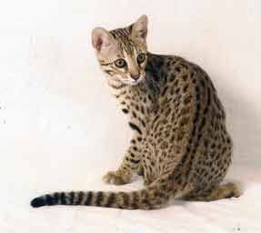 F1 Bengal, bred by an Asian Leopard Cat 