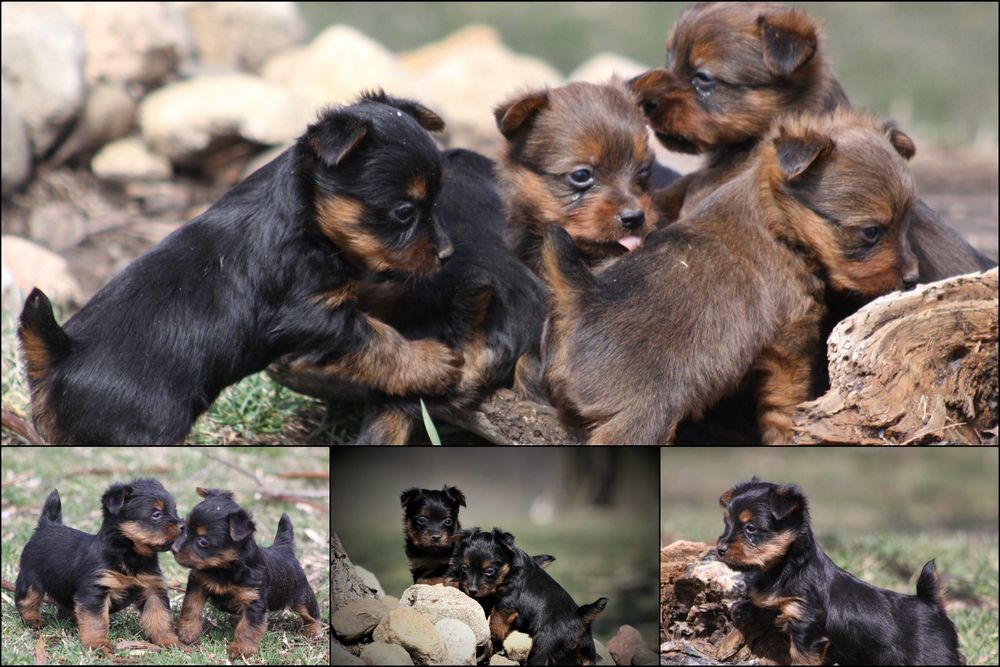 Aussie, Australian Terriers, Puppies, Wisconsin