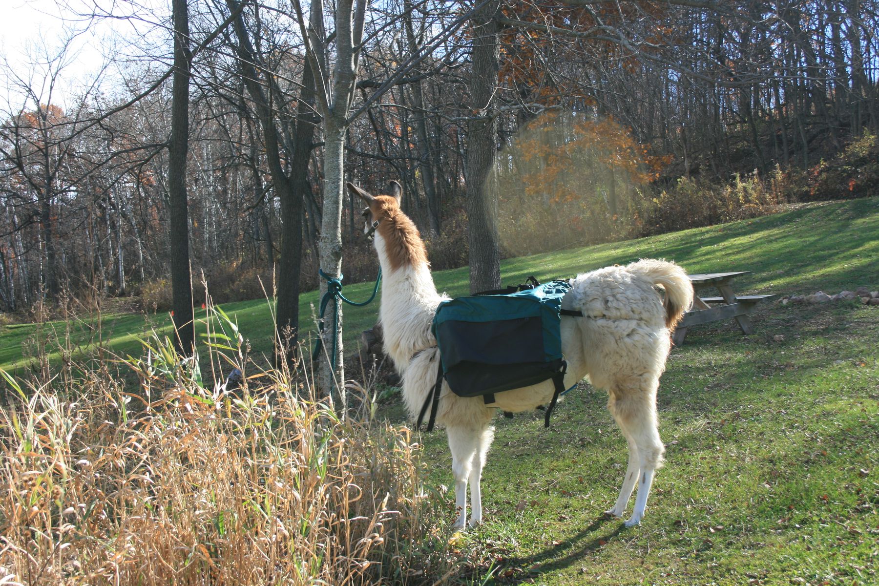 Midwest Llama Packing - Learn about Llamas