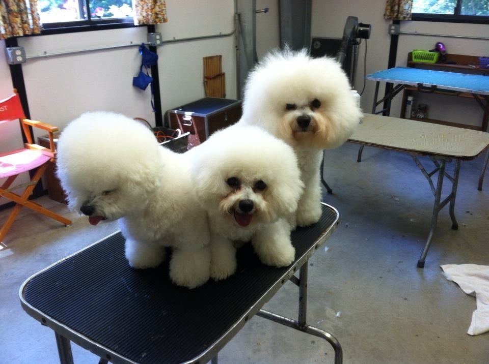 Happy Days Kennel, Inc. Photo Gallery