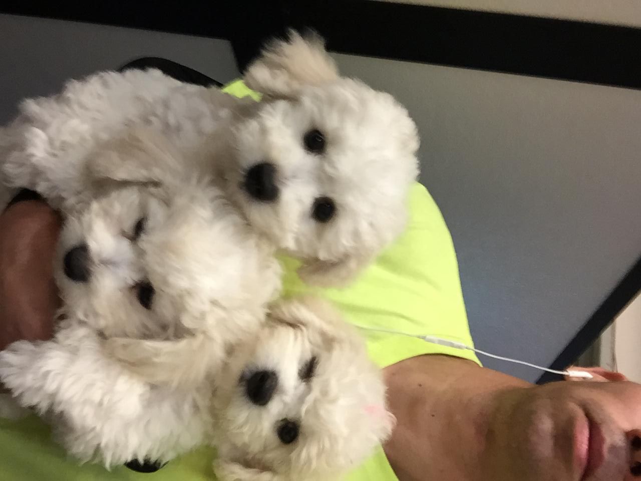 Happy Days Kennel, Inc. Photo Gallery