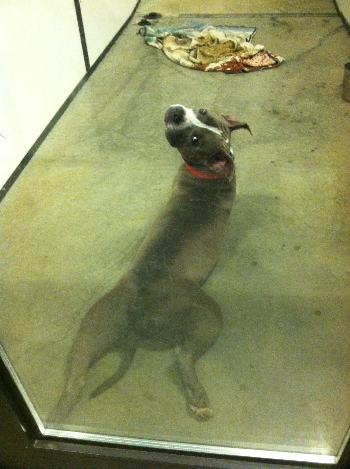 Happy Days Kennel, Inc. Photo Gallery