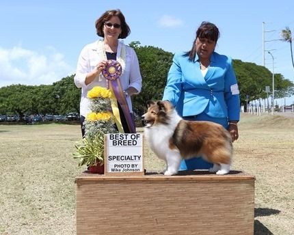 Shetland Sheepdog Club of Hawaii
84th Specialty Show 

Best of Breed

BISS, MBIS, MRBIS, Silver GCH Barwoods Gor-Don Adrianna, CGC, BN, RN, RA

Judge Danelle Brown

March 13, 2016

