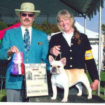 "EVIE" Shown as a puppy winning one of her 4 majors toward her Championship.
