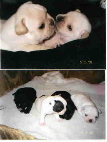 Two litters of cute puppies
