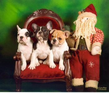 The Evie X Chevy pups for their Christmas Card photo - Sooooo cute!!!
