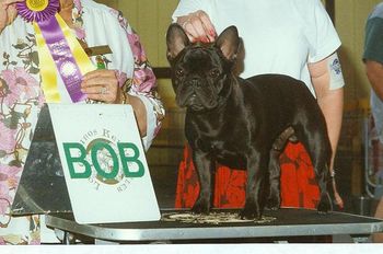 CH. MON PETIT CHOU MILLIONAIRE NIC "NIC" CH. Bandog's One in a Million (Gambit) Dam: CH. Legacy Mon Petit Chou Madeleine (Maddie) Litter brother to "Lily" and "Boomer". A Best of Breed winner and group placer. Owned by: Amanda Ashley Bred by: Connie Hughes DOB: 07/31/95
