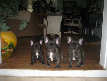 SOLD Tally, Thomas, and Tiara are shown at 9 wks old. They are now 8 mos old as shown below. No puppies available at this time, but we hope to have a litter born in mid October 2008.
