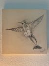 Hummingbird on Wood - Pencil Sketch