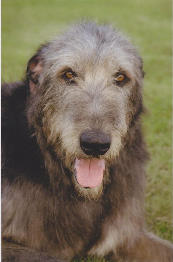 are irish wolfhounds smart dogs