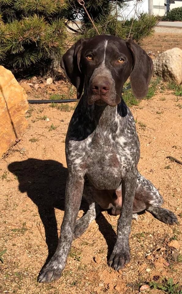 6 month old german best sale shorthaired pointer