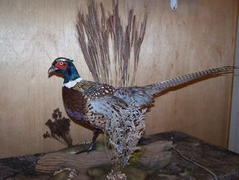 Pheasant Walking w/ Table Habitat
