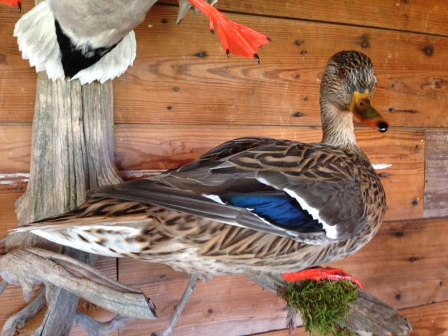 hen widgeon mount