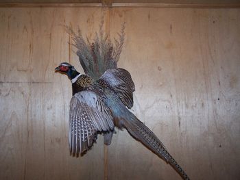 Pheasant Flying w/ Habitat

