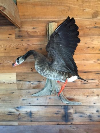 Canadian and Speckled Belly Goose Cross
