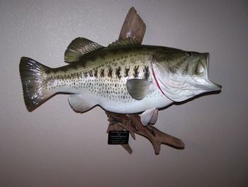 Largemouth Bass Replica w/ Driftwood
