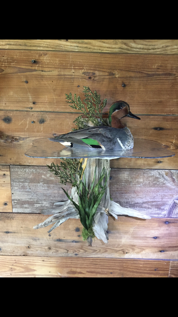 Green wing Teal on Water
