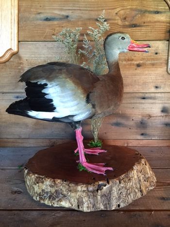 Whistling Tree Duck
