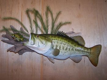 Largemouth Bass Replica w/Baitfish
