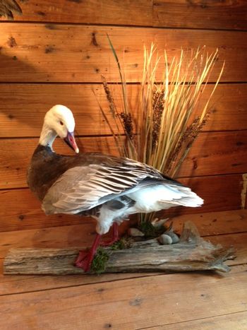 Blue Goose Table Mount
