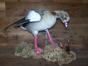 Egyptian Goose with a Crawdad
