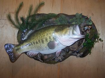 Largemouth Bass Replica w/ Wall Habitat
