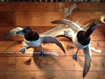 2 Canvasback Drakes in Flight
