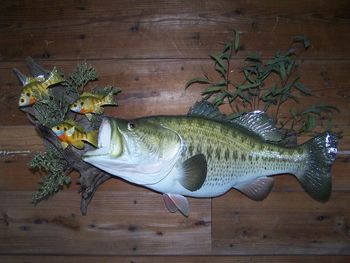 Largemouth Bass Replica with Bream Baitfish
