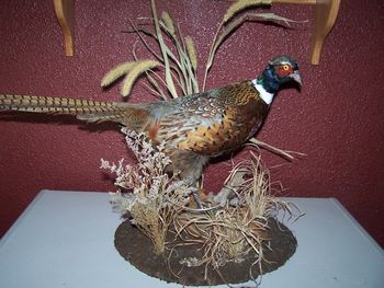 Pheasant w/ Table Habitat

