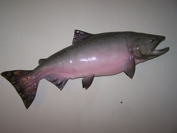 King Salmon Replica
