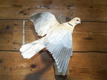 Eurasian Collared Dove Flying
