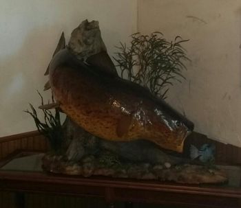 60 lb. Flathead Catfish
