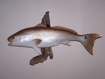 Redfish Replica w/ Driftwood
