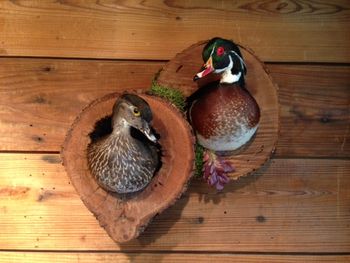 Pair of Wood Ducks 1/2 mounts
