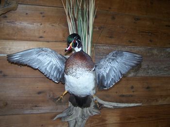 Wood Duck Male Cupped Wings
