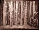 Deer in a Silver Wood (original 8x10")