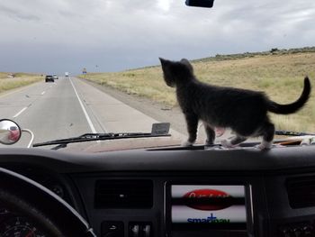 Our kitties spent the first year of their lives on the road with us.
