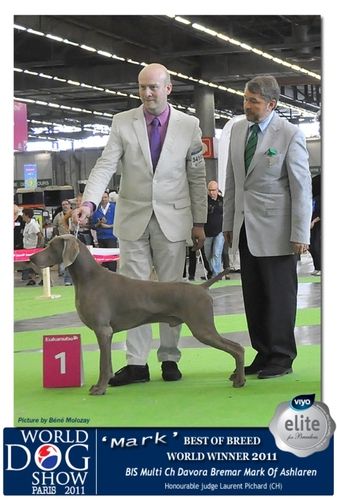 Pictured at the World Dog Show in Paris 2011
