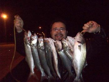 Mazz hasn't painted much lately but he's been fishing a lot! He caught these Bluefish from a bridge in Ft. Pierce on Dec 22nd 2010 for Christmas Eve Dinner. He kept a few and gave the rest away.
