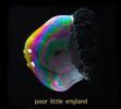 Poor Little England - Album Download