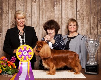 Barb Magera's Melrose Gold for Bonitos Companeros "Niki" winning Best of Breed under breeder/judge Lorri Gordon in North Texas
