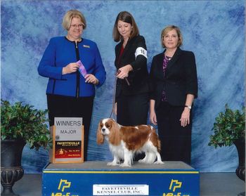 Nov 2014,  Fayetteville Kennel Club, Ingold's Thoroughly Modern Millie won WB for a Major win under judge Cindy Lane, owned by Stormi Mullis and Mary Pickett
