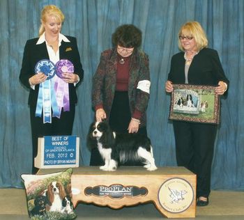 Sarah is awarded Best Of Winners at the CKCSC Of Greater Atlanta Specialty under breeder Judge Lorri Isenhath-Gordon.
