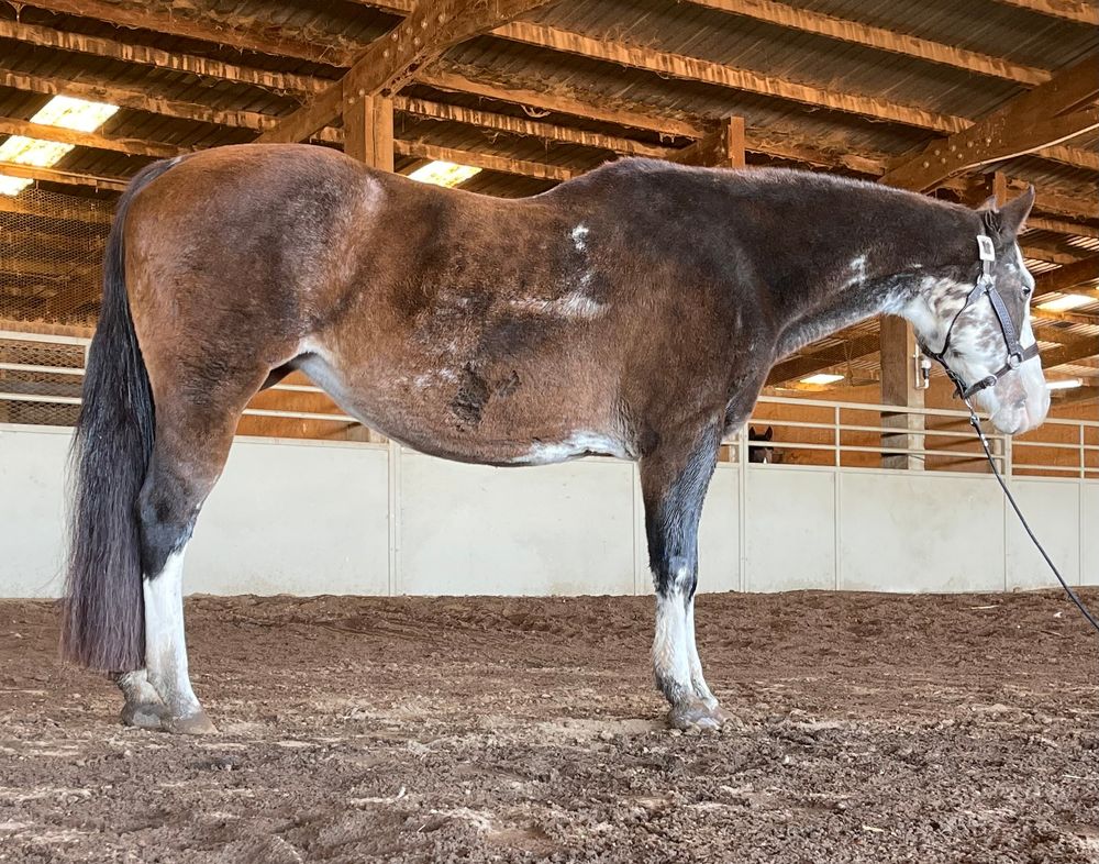Looking for the right home for Minnie- she is something you can lead the kids around on etc. This is only for the right person, if it doesn’t come up she will always have a home here. She is retired from the breeding barn but has life left to lead the kids/grandkids around on. Located in CA